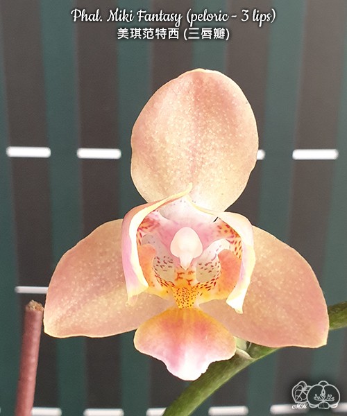 Phal. Miki Fantasy (peloric - 3 lips) 2.5'' УЦЕНКА (мех. повр. лист.)