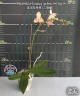 Phal. Miki Fantasy (peloric - 3 lips) 2.5'' УЦЕНКА (мех. повр. лист.)