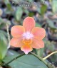 Phal. Miki Fantasy (peloric - 3 lips) 2.5'' УЦЕНКА (мех. повр. лист.)