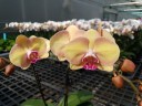 Phal. Amber Princess '142' 2.5"