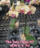 Phal. Amber Princess '142' 2.5"