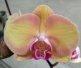 Phal. Amber Princess '142' 2.5"
