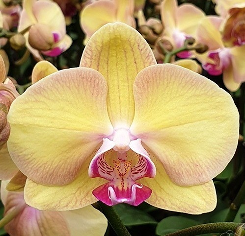 Phal. Amber Princess '142' 2.5"