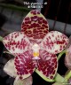 Phal. gigantea × sib 2.5''