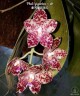 Phal. gigantea × sib 2.5''
