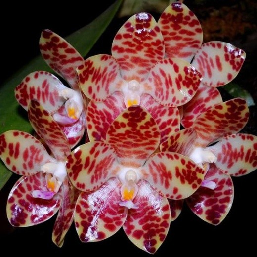 Phal. gigantea × sib 2.5''