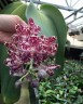 Phal. gigantea × sib 2.5''