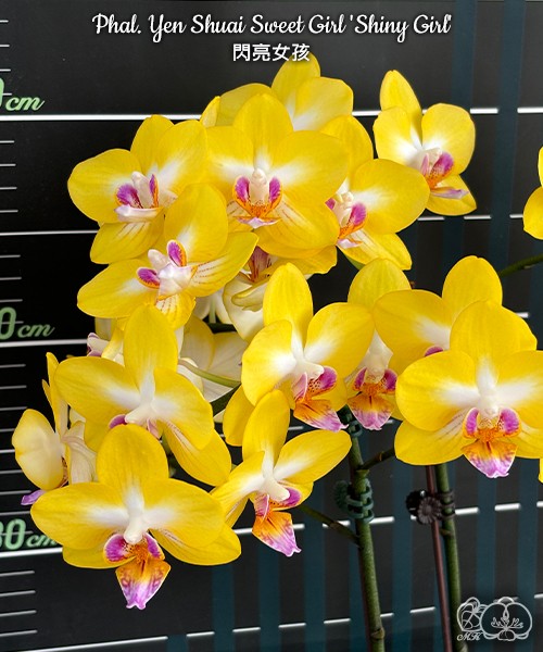 Phal. Yen Shuai Sweet Girl 'Shiny Girl' 2.5"