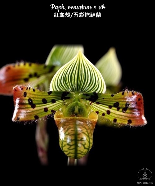 Paph. venustum × sib 2.5''