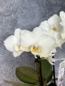 Мини орхидея Lilly - Садовник Opti-flor (2 цветоноса Ø 7 см)