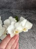 Мини орхидея Lilly - Садовник Opti-flor (2 цветоноса Ø 7 см)