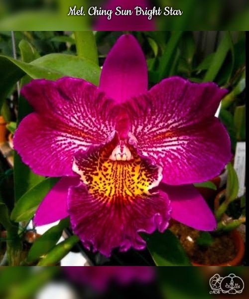 Mel. Ching Sun Bright Star 2.5"