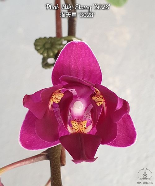 Phal. Miki Starry '3028' 2.5"
