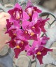 Phal. Miki Starry '3028' 2.5"