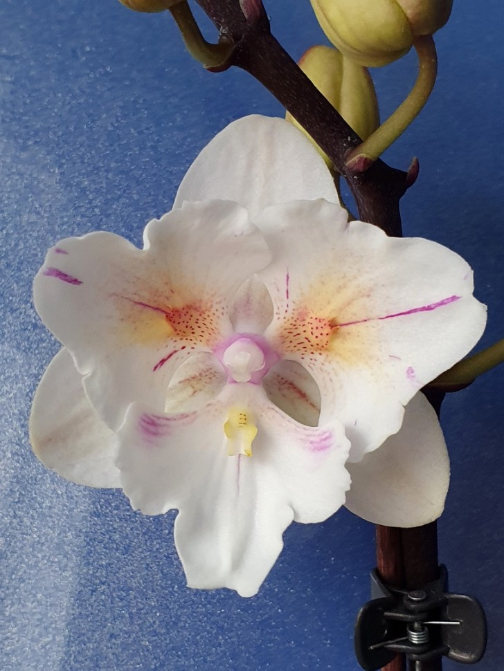 Phal. [Tying Shin Swallow × (Yaphon Big Mouse × Fusheng's Bridal Dress)] '1214' 2.5'' УЦЕНКА (нет нижн. лист.)