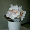 Phal. [Tying Shin Swallow × (Yaphon Big Mouse × Fusheng's Bridal Dress)] '1214' 2.5'' УЦЕНКА (нет нижн. лист.)