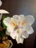 Phal. [Tying Shin Swallow × (Yaphon Big Mouse × Fusheng's Bridal Dress)] '1214' 2.5'' УЦЕНКА (нет нижн. лист.)