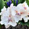 Phal. [Tying Shin Swallow × (Yaphon Big Mouse × Fusheng's Bridal Dress)] '1214' 2.5'' УЦЕНКА (нет нижн. лист.)