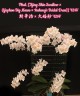 Phal. [Tying Shin Swallow × (Yaphon Big Mouse × Fusheng's Bridal Dress)] '1214' 2.5'' УЦЕНКА (нет нижн. лист.)