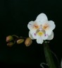 Phal. [Tying Shin Swallow × (Yaphon Big Mouse × Fusheng's Bridal Dress)] '1214' 2.5'' УЦЕНКА (нет нижн. лист.)