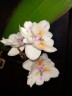 Phal. [Tying Shin Swallow × (Yaphon Big Mouse × Fusheng's Bridal Dress)] '1214' 2.5'' УЦЕНКА (нет нижн. лист.)