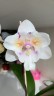 Phal. [Tying Shin Swallow × (Yaphon Big Mouse × Fusheng's Bridal Dress)] '1214' 2.5'' УЦЕНКА (нет нижн. лист.)