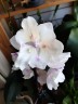 Phal. [Tying Shin Swallow × (Yaphon Big Mouse × Fusheng's Bridal Dress)] '1214' 2.5'' УЦЕНКА (нет нижн. лист.)