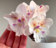 Phal. [Tying Shin Swallow × (Yaphon Big Mouse × Fusheng's Bridal Dress)] '1214' 2.5'' УЦЕНКА (нет нижн. лист.)