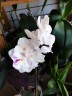 Phal. [Tying Shin Swallow × (Yaphon Big Mouse × Fusheng's Bridal Dress)] '1214' 2.5'' УЦЕНКА (нет нижн. лист.)