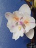 Phal. [Tying Shin Swallow × (Yaphon Big Mouse × Fusheng's Bridal Dress)] '1214' 2.5'' УЦЕНКА (нет нижн. лист.)