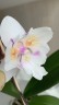 Phal. [Tying Shin Swallow × (Yaphon Big Mouse × Fusheng's Bridal Dress)] '1214' 2.5'' УЦЕНКА (нет нижн. лист.)
