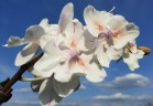 Phal. [Tying Shin Swallow × (Yaphon Big Mouse × Fusheng's Bridal Dress)] '1214' 2.5'' УЦЕНКА (нет нижн. лист.)