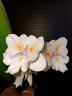 Phal. [Tying Shin Swallow × (Yaphon Big Mouse × Fusheng's Bridal Dress)] '1214' 2.5'' УЦЕНКА (нет нижн. лист.)
