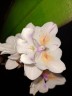 Phal. [Tying Shin Swallow × (Yaphon Big Mouse × Fusheng's Bridal Dress)] '1214' 2.5'' УЦЕНКА (нет нижн. лист.)