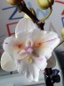 Phal. [Tying Shin Swallow × (Yaphon Big Mouse × Fusheng's Bridal Dress)] '1214' 2.5'' УЦЕНКА (нет нижн. лист.)