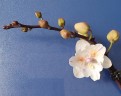Phal. [Tying Shin Swallow × (Yaphon Big Mouse × Fusheng's Bridal Dress)] '1214' 2.5'' УЦЕНКА (нет нижн. лист.)