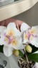 Phal. [Tying Shin Swallow × (Yaphon Big Mouse × Fusheng's Bridal Dress)] '1214' 2.5'' УЦЕНКА (нет нижн. лист.)