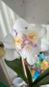 Phal. [Tying Shin Swallow × (Yaphon Big Mouse × Fusheng's Bridal Dress)] '1214' 2.5'' УЦЕНКА (нет нижн. лист.)