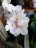 Phal. [Tying Shin Swallow × (Yaphon Big Mouse × Fusheng's Bridal Dress)] '1214' 2.5'' УЦЕНКА (нет нижн. лист.)