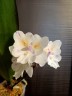 Phal. [Tying Shin Swallow × (Yaphon Big Mouse × Fusheng's Bridal Dress)] '1214' 2.5'' УЦЕНКА (нет нижн. лист.)
