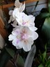 Phal. [Tying Shin Swallow × (Yaphon Big Mouse × Fusheng's Bridal Dress)] '1214' 2.5'' УЦЕНКА (нет нижн. лист.)