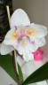 Phal. [Tying Shin Swallow × (Yaphon Big Mouse × Fusheng's Bridal Dress)] '1214' 2.5'' УЦЕНКА (нет нижн. лист.)