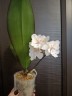 Phal. [Tying Shin Swallow × (Yaphon Big Mouse × Fusheng's Bridal Dress)] '1214' 2.5'' УЦЕНКА (нет нижн. лист.)