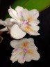 Phal. [Tying Shin Swallow × (Yaphon Big Mouse × Fusheng's Bridal Dress)] '1214' 2.5'' УЦЕНКА (нет нижн. лист.)