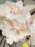 Phal. [Tying Shin Swallow × (Yaphon Big Mouse × Fusheng's Bridal Dress)] '1214' 2.5'' УЦЕНКА (нет нижн. лист.)