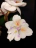 Phal. [Tying Shin Swallow × (Yaphon Big Mouse × Fusheng's Bridal Dress)] '1214' 2.5'' УЦЕНКА (нет нижн. лист.)