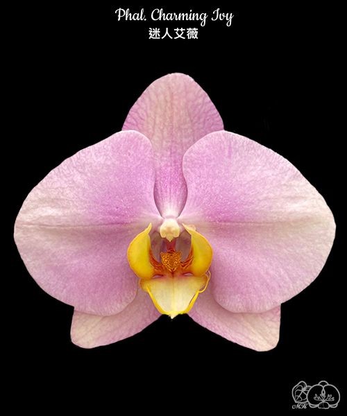 Phal. Charming Ivy 2.5''