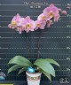 Phal. Charming Ivy 2.5''