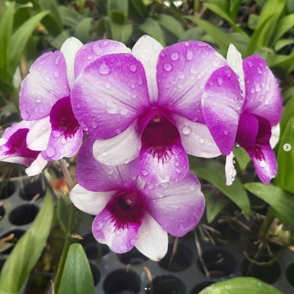 Den. Burana Racha 2.8"