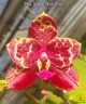 Phal. Yaphon Black Rose 2.5'' УЦЕНКА (мех. повр. листиков)